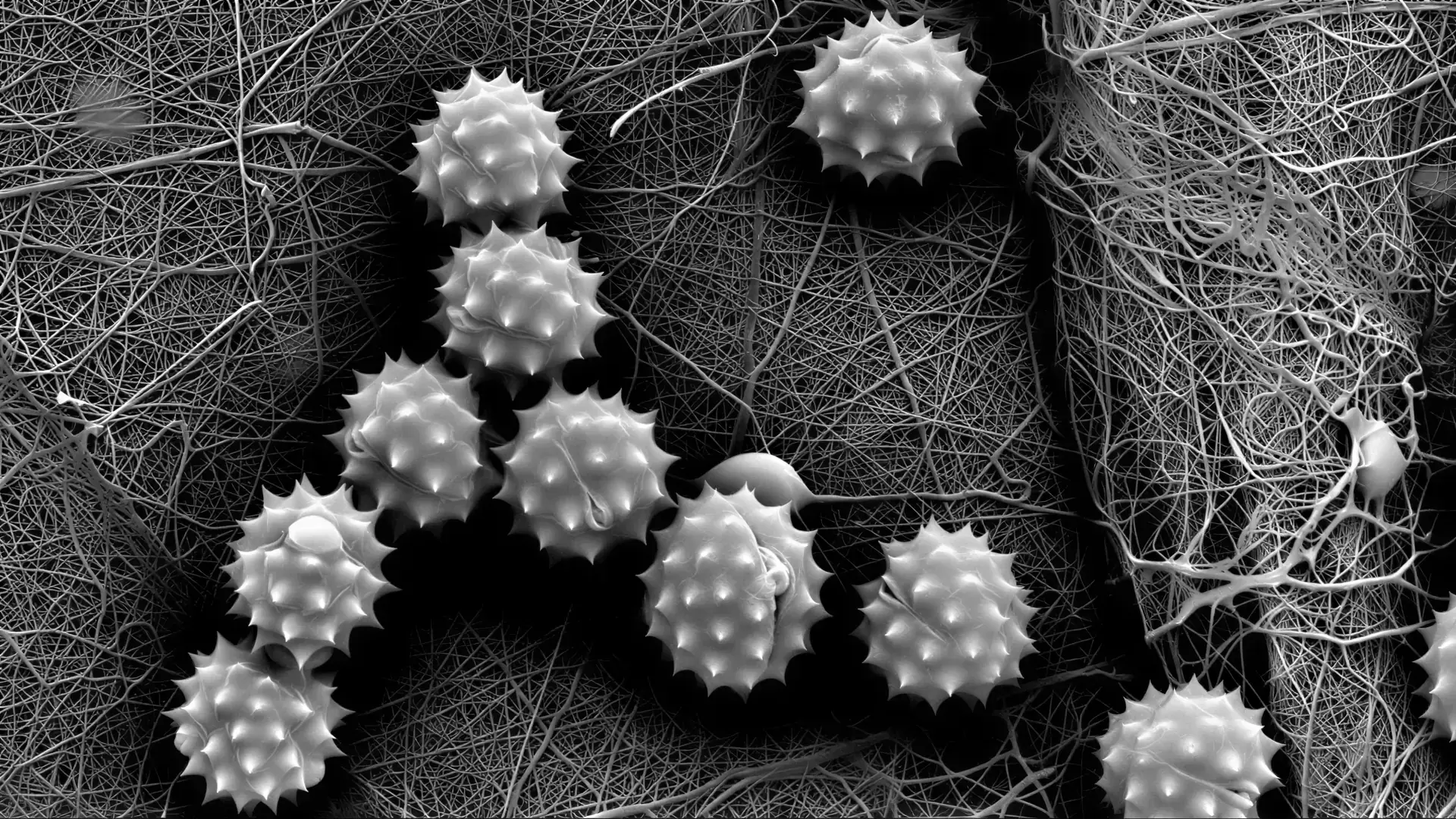Nanoface, dokumentace, snímek 4 z 6