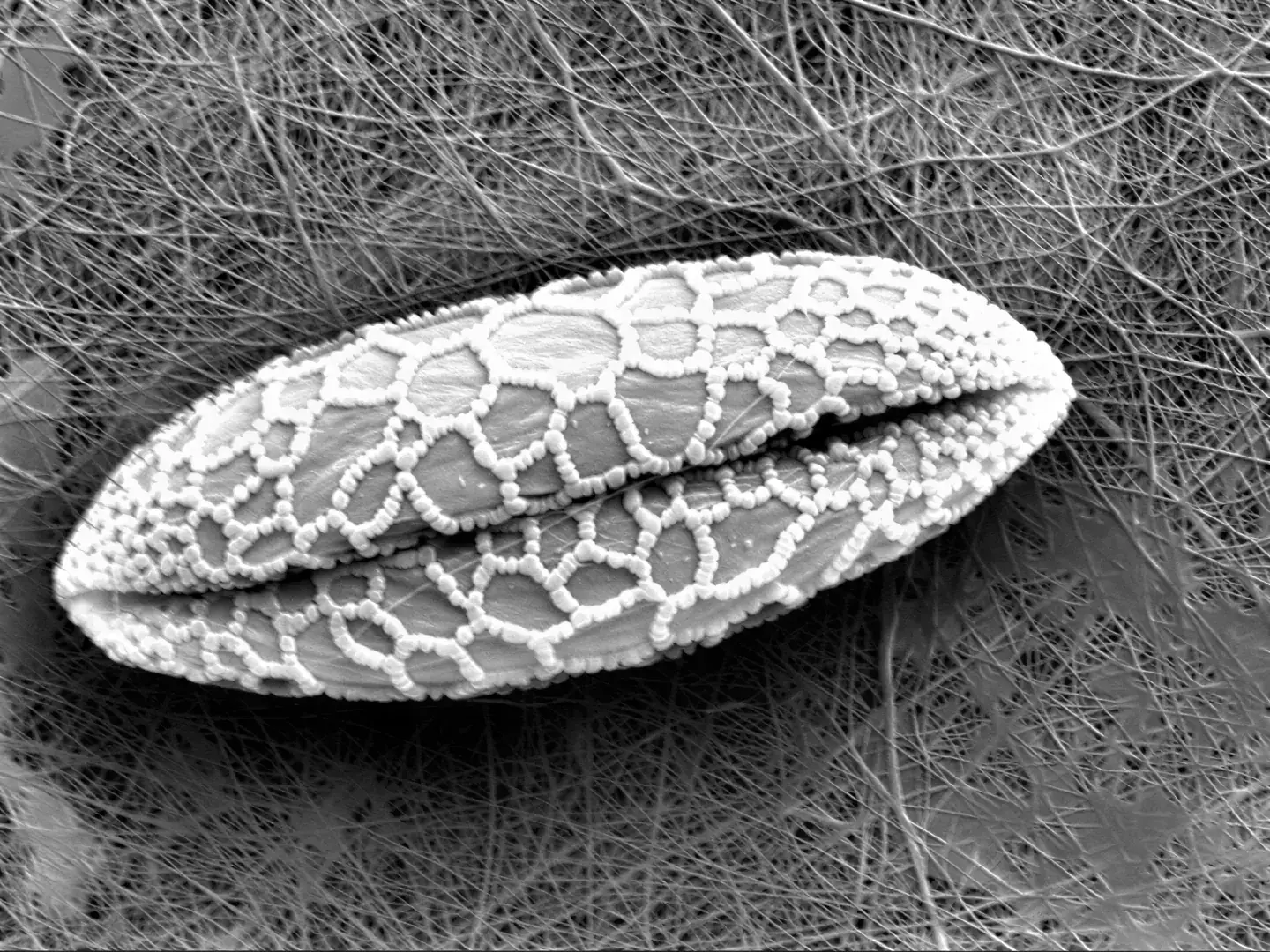 Nanoface, dokumentace, snímek 5 z 6
